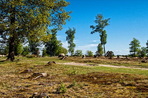 Aekingerzand of Kale Duinen