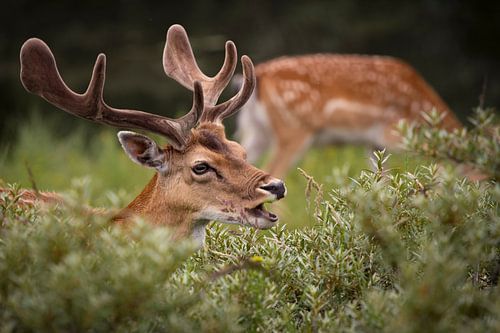Damhert in het Duingebied