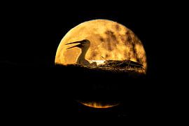 Ooievaar bij supermaan van Michelle Peeters