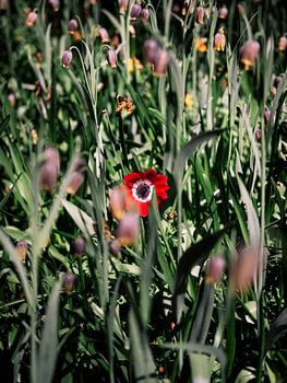Mohnblüte im Blumenbeet