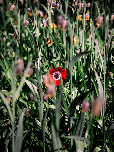 Mohnblüte im Blumenbeet