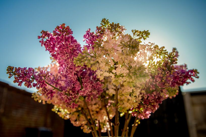 Waldflieder gegen blauen Himmel von Erik de Rijk