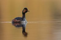 black necked grebe par Menno Schaefer Aperçu