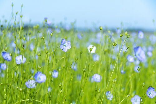 Lin à fibres (Linum usitatissimum)