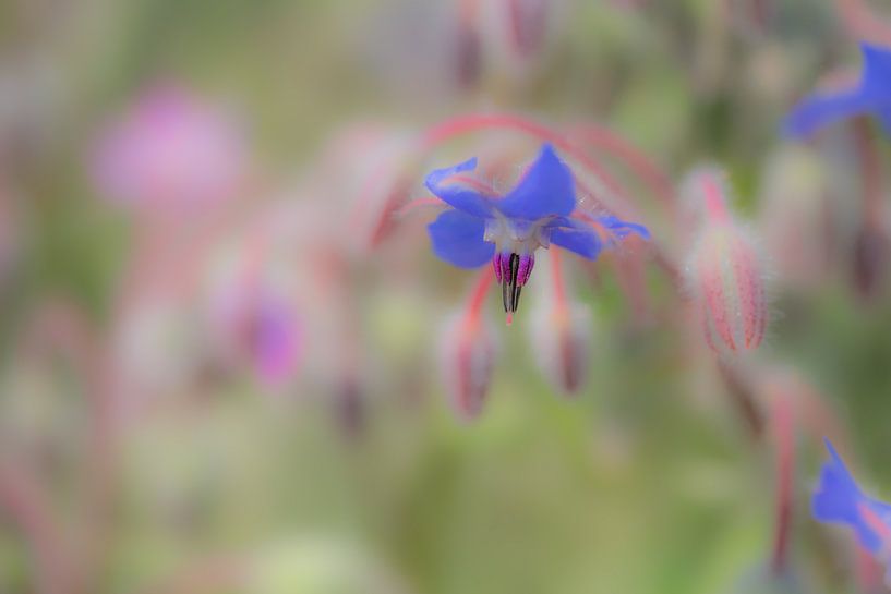 Fieldbloem by Moetwil en van Dijk - Fotografie