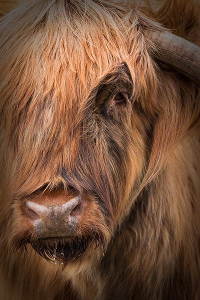 Scottish Highlander by Karel Ton