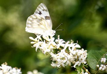 Engelachtige vlinder van vmb switzerland