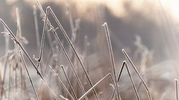 Bevroren riet in het weiland. van Marcel Kieffer