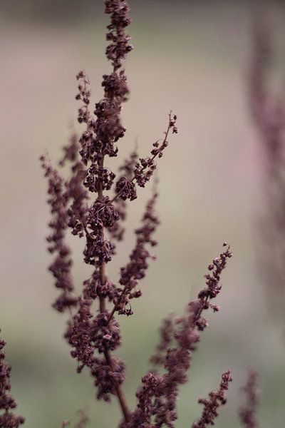 Doux &amp; humide ; Chaud - Des couleurs d'automne qui se marient parfaitement avec le beige par Rominique Kea