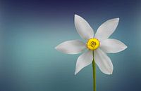 Bloem van het paradijs