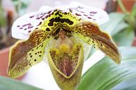 hart van orchidee van Remko van der Hoek- Zijdemans thumbnail