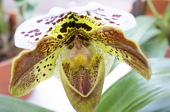 hart van orchidee