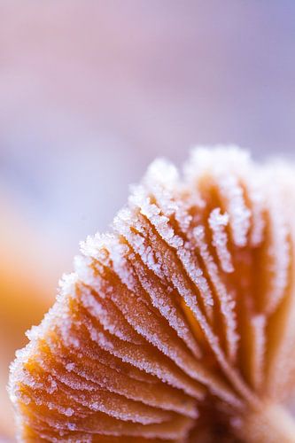 Paddenstoel onder een laagje van ijskristallen