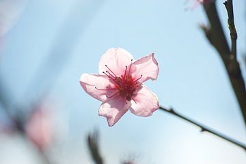 Fleur de pommier rose sur Bart van Wijk Grobben