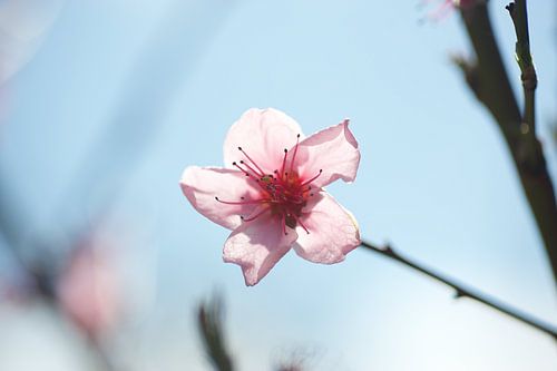 Roze appelbloesem