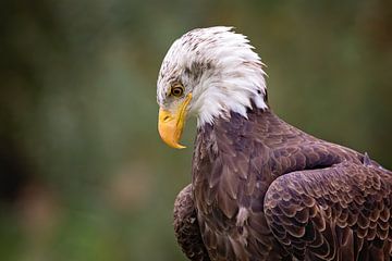 american bald eagle by gea strucks