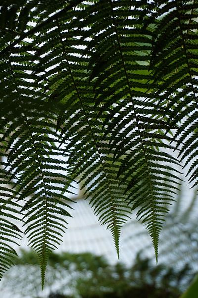 Détail de la feuille par Marloes Wanrooij