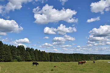 Des animaux dans un champ en été sur Claude Laprise