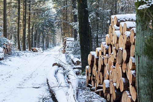 Winter in de bossen.