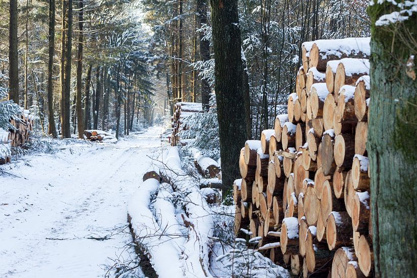 Winter in de bossen. van Rijk van de Kaa