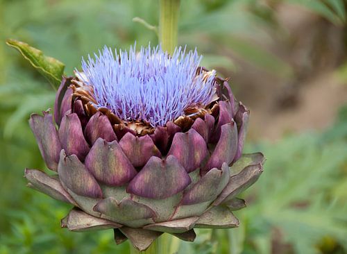 Blühende Artischocke