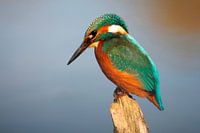 IJsvogel