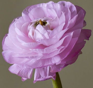 Elegante lila-roze bloem van Inkhere Art