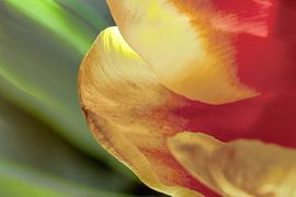 Tulipe 06