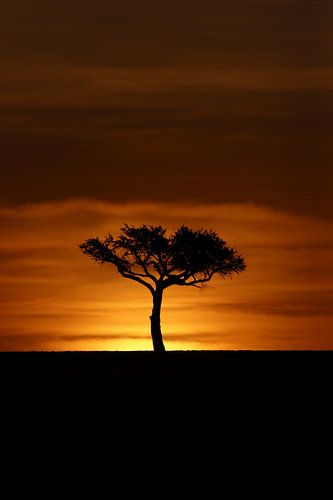 Acacia during African sunset