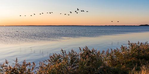 Kranen in Schaproder Bodden in de schemering