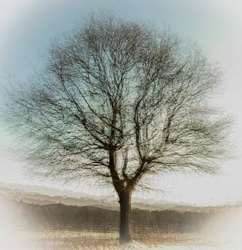 Winterse boom van Guido Rooseleer