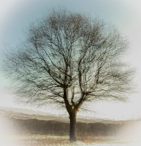 Arbre d'hiver