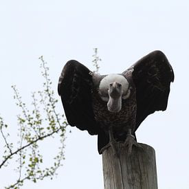 Vautour sur Sander Miedema