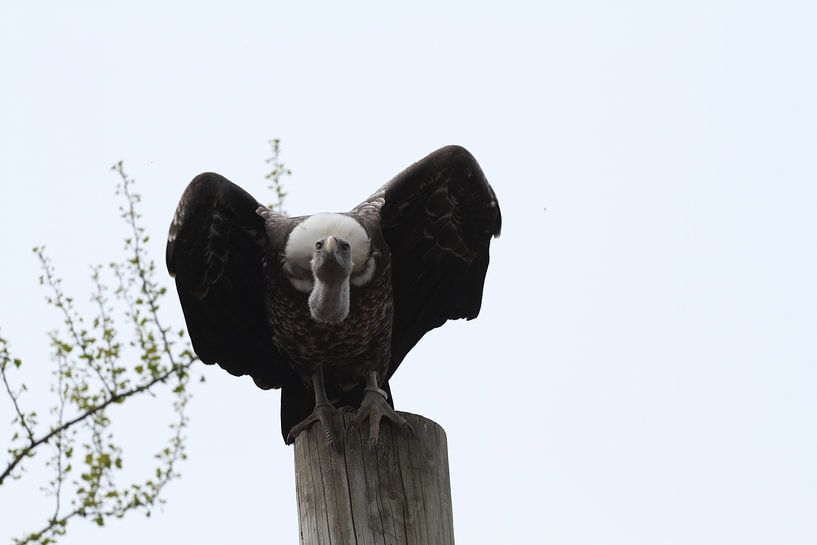 Vulture by Sander Miedema