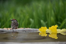 A bird in the garden by Claude Laprise