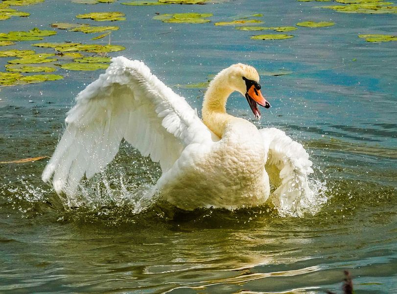 Zwaan baddert lekker Foto 1. Bestel max 120 van Natuurpracht   Kees Doornenbal