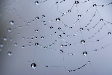 Macro foto van waterdruppeltjes in een spinnenweb van Henk Hulshof