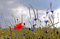 In the field by Ostsee Bilder thumbnail