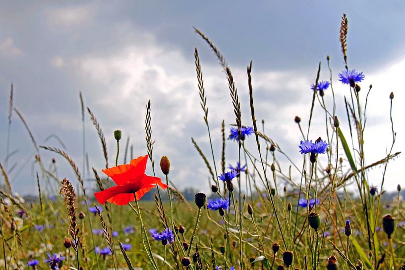 In the field by Ostsee Bilder