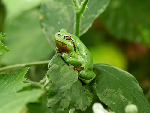 Laubfrosch