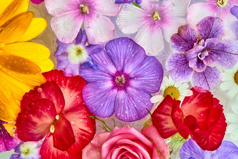 &quot;Summer bloomers on ice, from the series of frozen summer bloomers&quot; by Jenco van Zalk