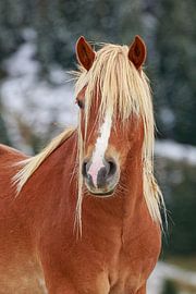 Portrait of a beautiful light brown horse