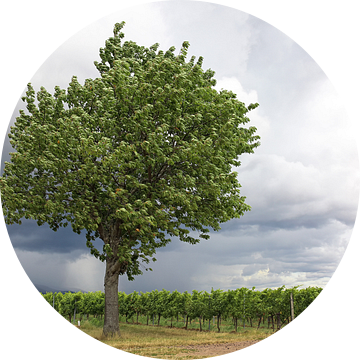 Wijngaarden met boom van Norman Krauß