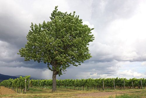 Vineyards with tree