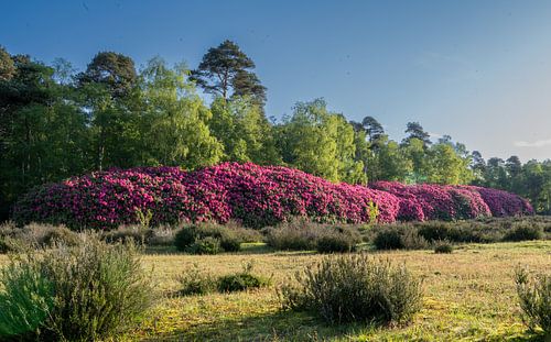 Rodondendron muur - Sallandse Heuvelrug