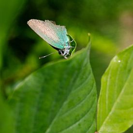 Schmetterling (grün) auf Blatt von Jeroen Brasz