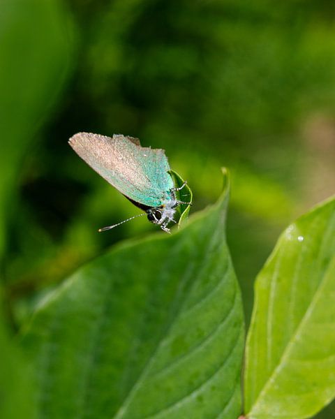 Butterfly (Green) on leaf by Jeroen Brasz