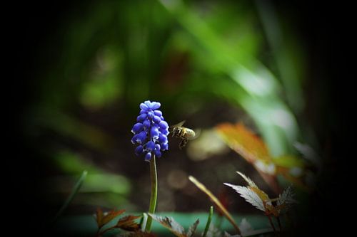 Abeille occupée