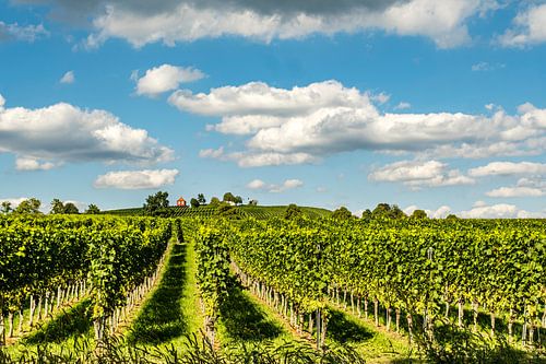 Rood huis in de wijngaard