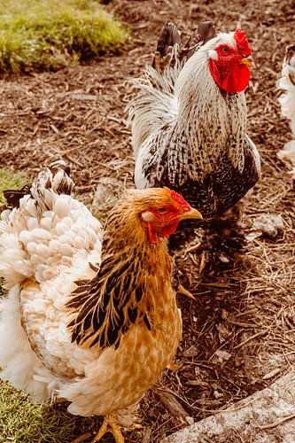 Chicken and cockerel